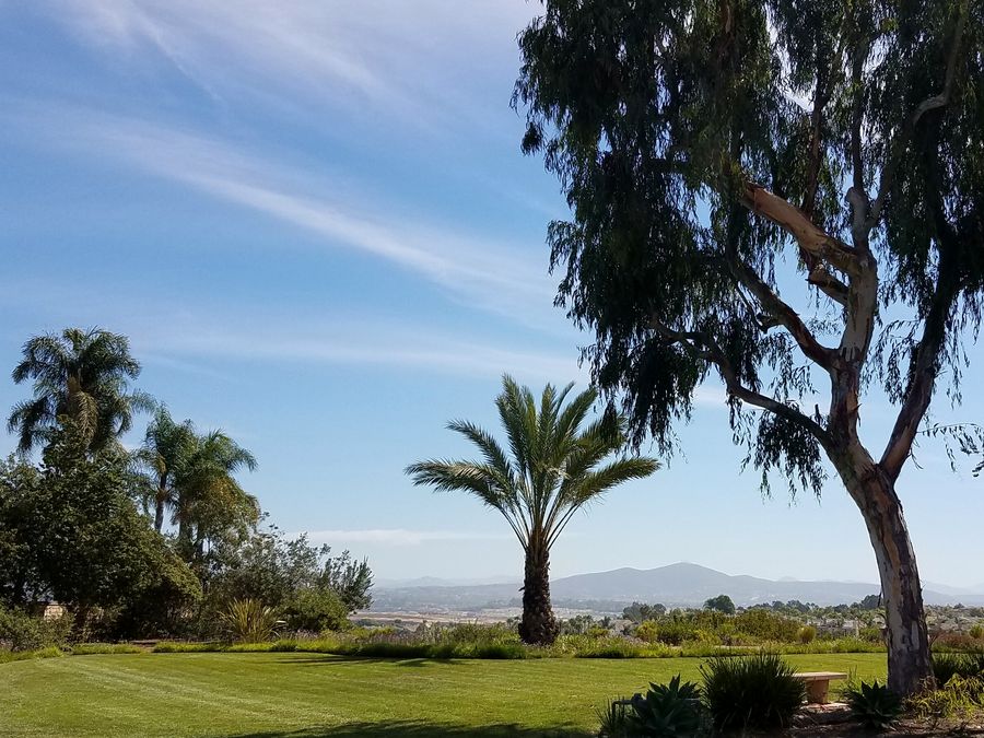 Neighborhood park with lawn, palms and eucalyptus in Carmel Valley