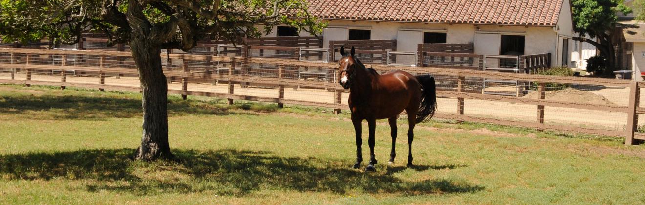 Horse in a paddock at a ranch in Rancho Santa Fe